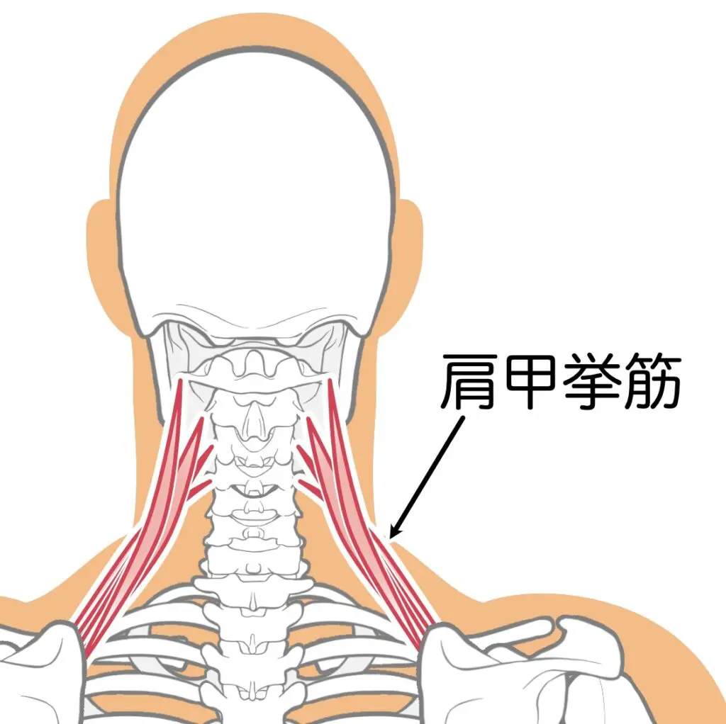 肩こりに関係する筋肉　肩甲挙筋