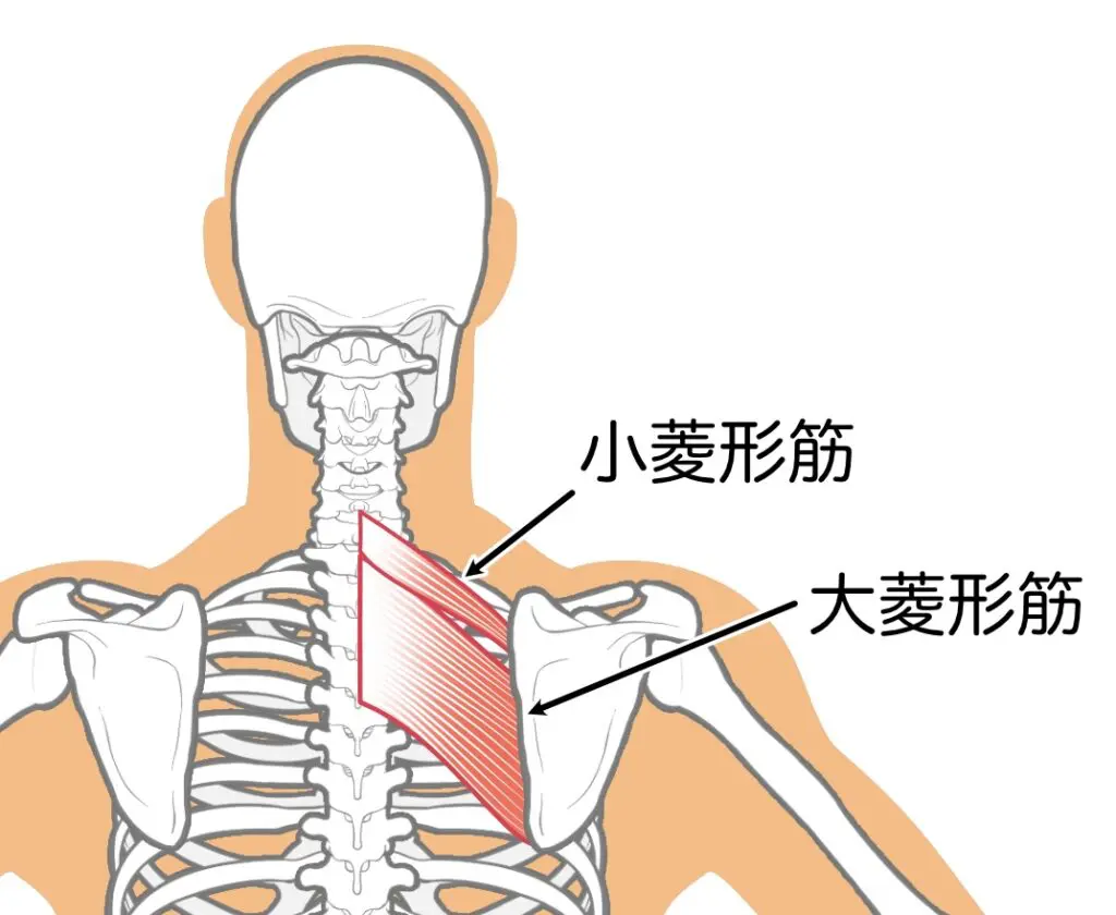 肩こりに関係する筋肉　菱形筋