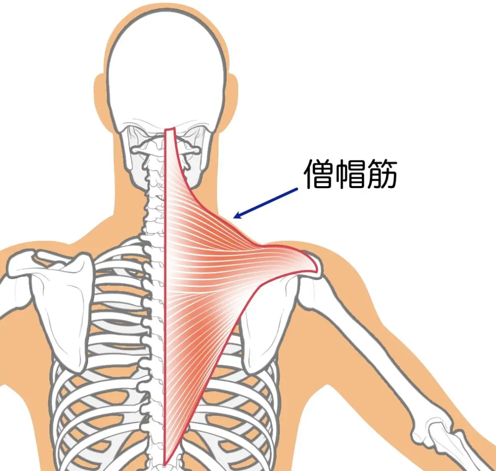 肩こりに関係する筋肉　僧帽筋