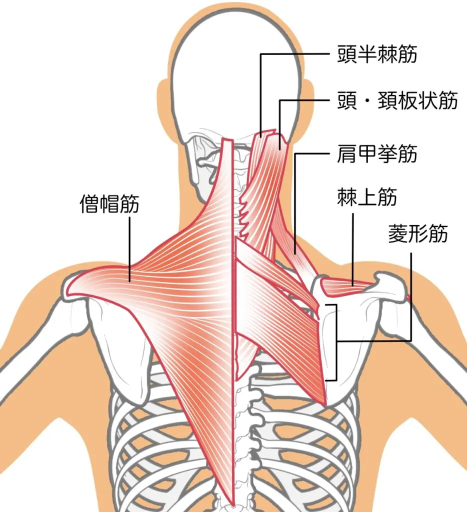 肩こりに関係する筋肉　僧帽筋　菱形筋　肩甲挙筋