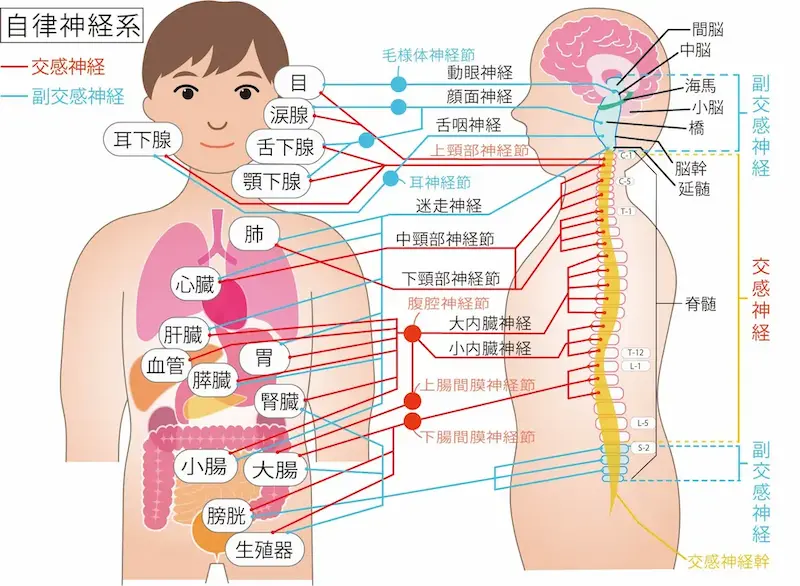 自律神経（交感神経と副交感神経）は脳と脊髄からはじまる