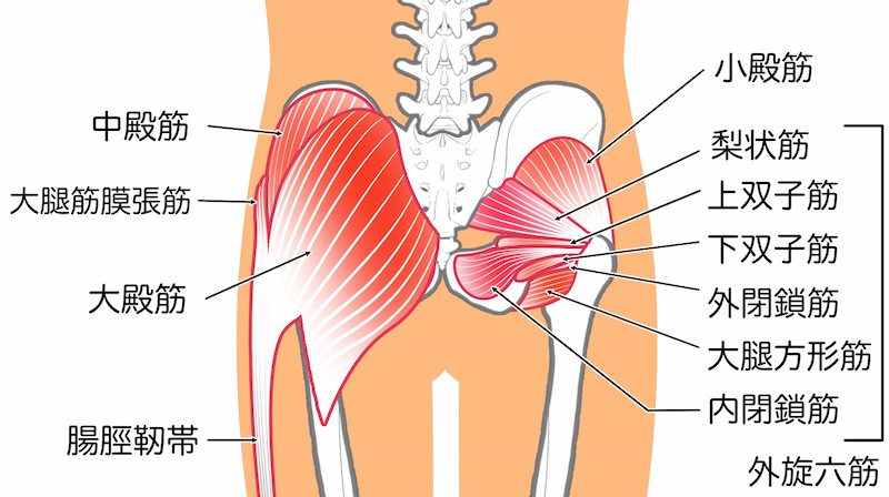 臀部の筋肉