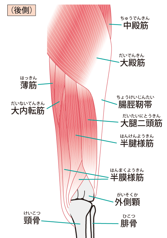 股関節周囲の筋肉　後面