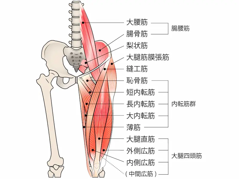 股関節周囲の筋肉　前面