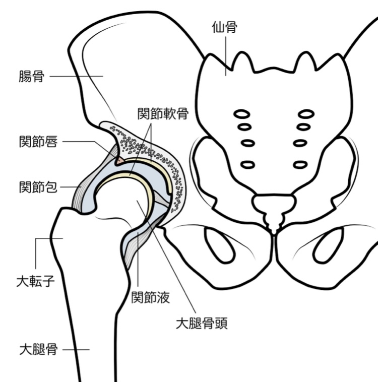 股関節の構造