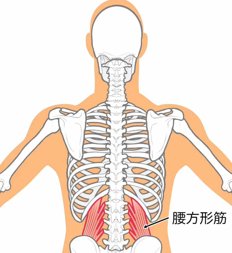 腰方形筋