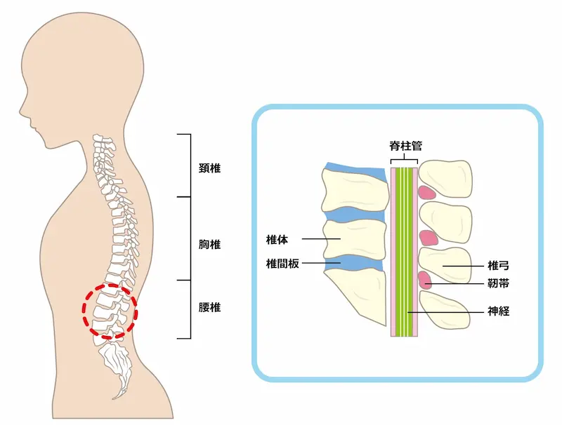 背骨の側面図